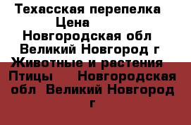 Техасская перепелка › Цена ­ 250 - Новгородская обл., Великий Новгород г. Животные и растения » Птицы   . Новгородская обл.,Великий Новгород г.